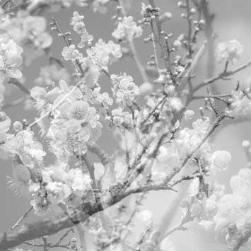 Hanamichi: The Final Studio Recording Vol. II / Masabumi Kikuchi